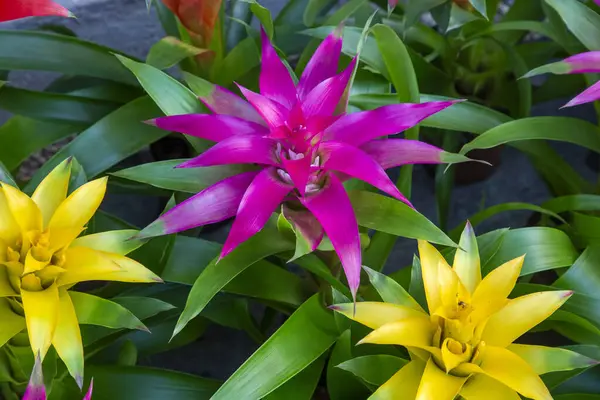 Guzman Bromelia 'nın çiçeği. Satılık. Esrar bitkileri, kapalı bitkiler, tropikal bitkiler.