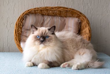 Sevimli oyuncak bebek kedi. Evcil hayvan..