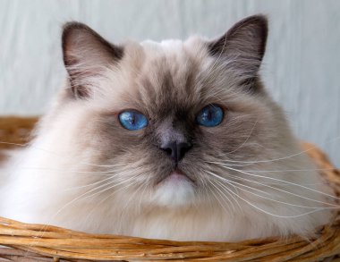 Sevimli oyuncak bebek kedi. Evcil hayvan..