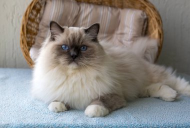 Sevimli oyuncak bebek kedi. Evcil hayvan..