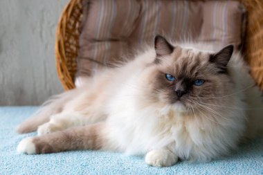 Sevimli oyuncak bebek kedi. Evcil hayvan..