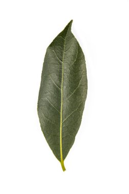 Taze yeşil Daphne yaprakları - beyaz arkaplanda yaprak