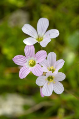 Moenchia mantica. A delicate wildflower. clipart
