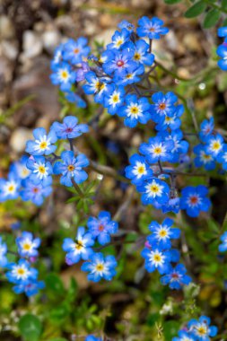 Myosotis, Boraginaceae familyasından bir bitki cinsidir..