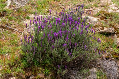 Yabani çiçek, bilimsel isim; Lavandula stoechas