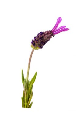 Beyaz arkaplanda Lavandula stoechas