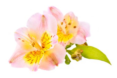 Beyaz arkaplanda yalıtılmış alstroemeria çiçeği