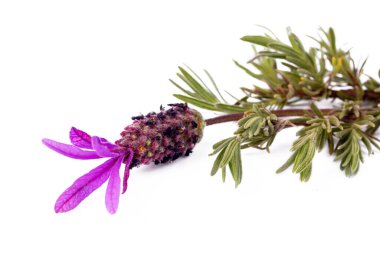 Beyaz arkaplanda Lavandula stoechas