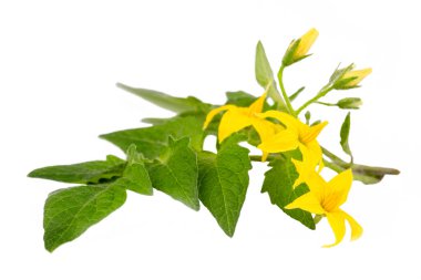 Domates yaprağı izole edilmiş. Beyaz arkaplanda çiçekli domates yaprakları.