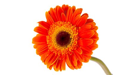 Sarı turuncu gerbera çiçeği beyaz arkaplanda izole edilmiş.