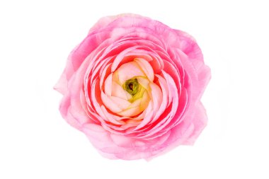 Pembe ranunculus çiçekleri beyaza izole edilmiş.
