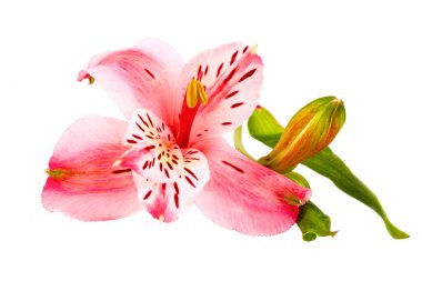 Beyaz arkaplanda yalıtılmış alstroemeria çiçeği