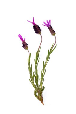 Beyaz arkaplanda Lavandula stoechas