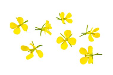 Beyaz arka planda kolza çiçeği, Sinapis arvensis ya da Hardal çiçeği.