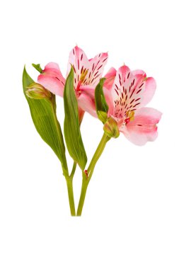 Beyaz arkaplanda yalıtılmış alstroemeria çiçeği