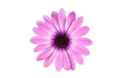 African daisy flower - Dimorphotheca ecklonis isolated on white background clipart