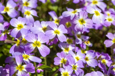 Aubrieta deltoidea veya Virginia stoku, Malcolmia maritima, Brassicaceae ailesinden gelmektedir..