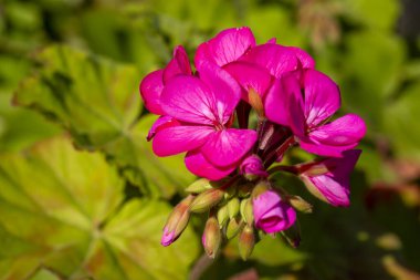 Bahçedeki pembe sardunyalar