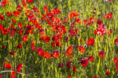 Red anemone flower in nature