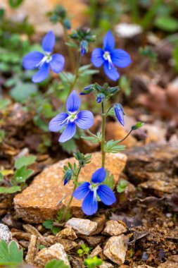 Veronica Chamaedrys veya Alman Speedwell Mavi Çiçeği