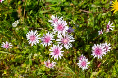 Crepis Rubra (Pembe Şahinsakal) yabani çiçek