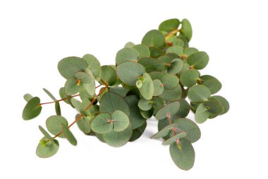 Yeşil okaliptüs beyaz arka planda buket bırakır. Üst Manzara. Arkadaki okaliptüs dalı. Minimum çiçek kartı.