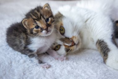 Calico anne kedisi ve küçük kedisi