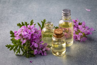 Pelargonium çiçekleri ve temel pelargonyum yağını mezarlığa yerleştirir