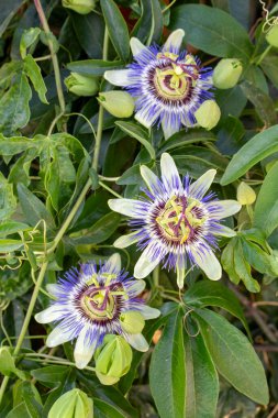 Passiflora 'yı kapatın. Tutku Çiçeği (Passiflora caerulea) yaprakları tropikal bahçede. Güzel tutku meyvesi çiçeği veya Passiflora (Passifloraceae)).