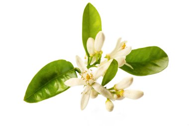 Beyaz arka planda izole edilmiş limon çiçeği. Mandalina çiçeği veya portakal çiçeği.