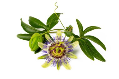Beyaz arka planda Passiflora incarnata