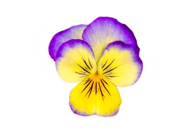 Beyaz arka planda izole edilmiş nonoş çiçeği kırpma yolu da dahil. Bahar bahçesi viyola üç renkli