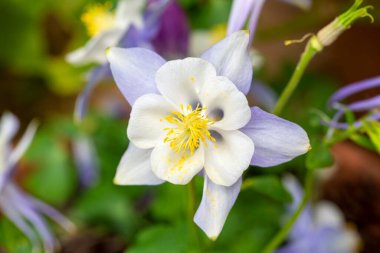 Aquilegia is a genus belonging to the Ranunculaceae family. clipart