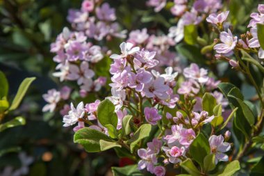 Pretty pink flowers of Rhaphiolepis indica, the Indian hawthorn clipart