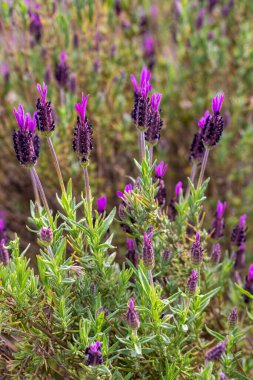 Yabani çiçek, bilimsel isim; Lavandula stoechas