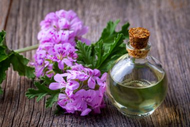 Pelargonium çiçekleri ve temel pelargonyum yağını mezarlığa yerleştirir