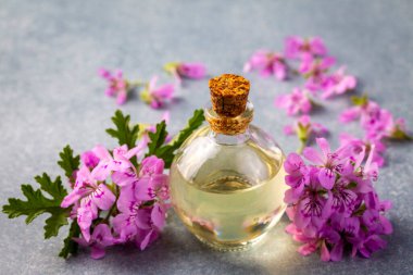 Pelargonium çiçekleri ve temel pelargonyum yağını mezarlığa yerleştirir