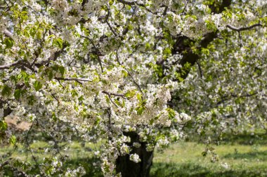Baharda kiraz ağaçları açıyor. Kiraz çiçeği.