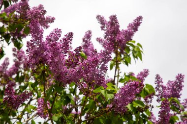 Bahçedeki yeşil arka planda çiçek açan mor leylak dalı 