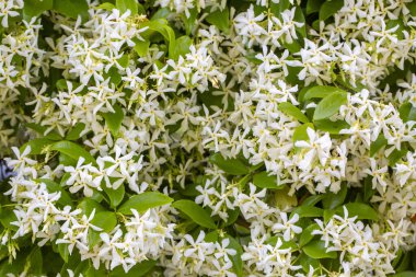 A fragrant flower; scientific name; Trachelospermum jasminoides clipart