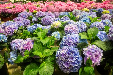 Hydrangea macrophylla flower in garden