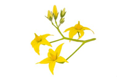 Domates yaprağı izole edilmiş. Beyaz arkaplanda çiçekli domates yaprakları.