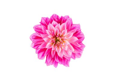 Yıldız çiçeği beyaz arkaplanda izole edilmiş.