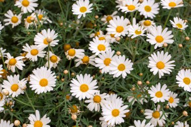Argyranthemum frutescens çiçek açar, yakın çekim. Paris papatyası Marguerite çiçeği. Güzel Marguerite papatya çiçekleri