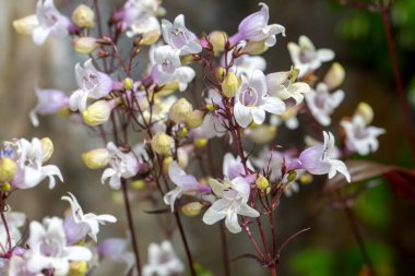 Bahçede Penstemon Digitalis 'in beyaz çiçekleri.