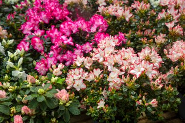 Azalea - Acelya, Ericaceae familyasından bazı bitki türlerine verilen isimdir..