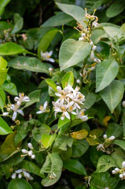 Portakal ağacında taze portakal çiçeği veya limon ağacı