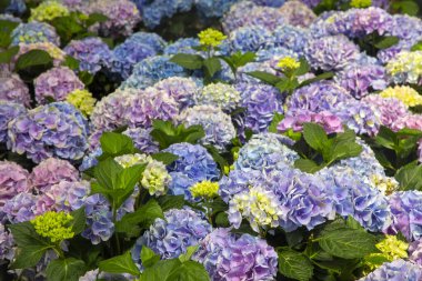 Hydrangea macrophylla flower in garden