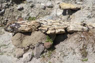 Yunanistan 'ın Lesvos adasındaki UNESCO Geopark 