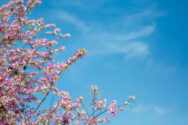 Pembe Bauhinia çiçeği açan, Yakın plan Mor Orkide Ağacı veya Mor Bauhinia (Bauhinia Purpurea L.)